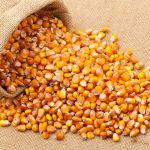 Maize