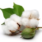 Upland Cotton
