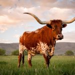 cattle