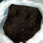 Cow Dung
