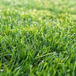 Lawn Grass
