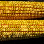 Maize