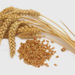 Khorasan Wheat