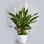 Peace Lily