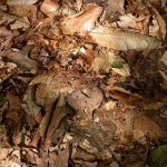 Plant Waste